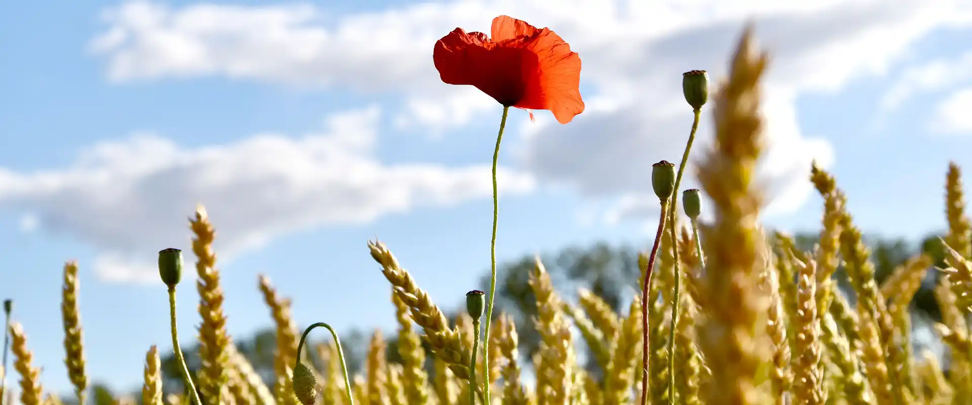 Hoe kunnen landbouw en natuur samengaan?