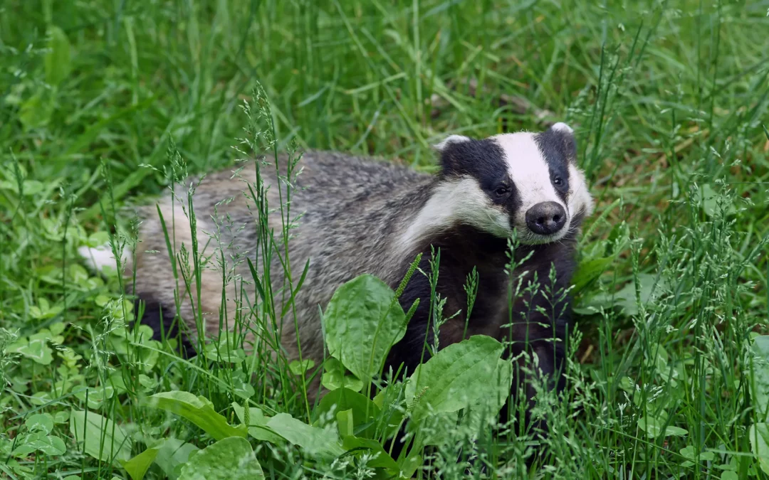 Soortbescherming in de Omgevingswet: Flora- en fauna-activiteiten